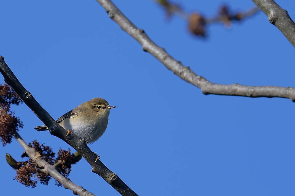 DSC_8660_DxO.jpg