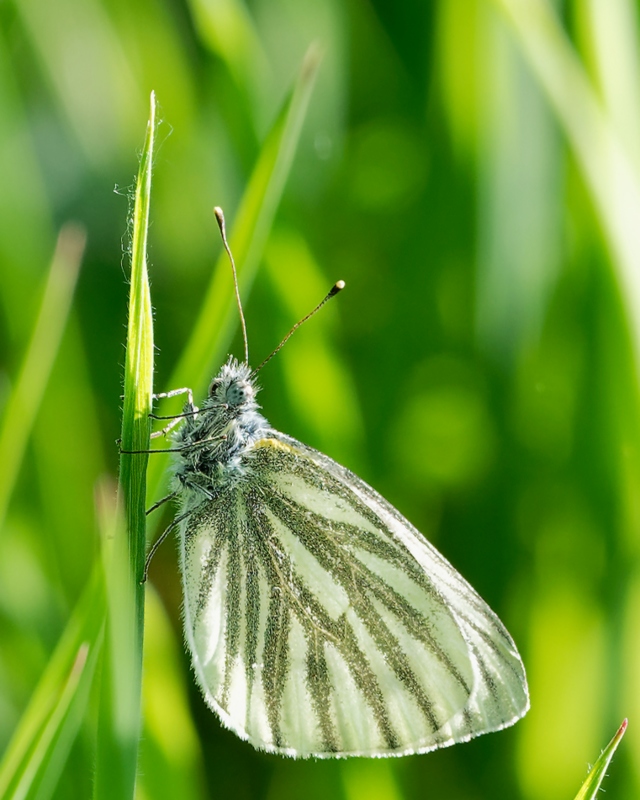 DSC_8700_DxO.jpg