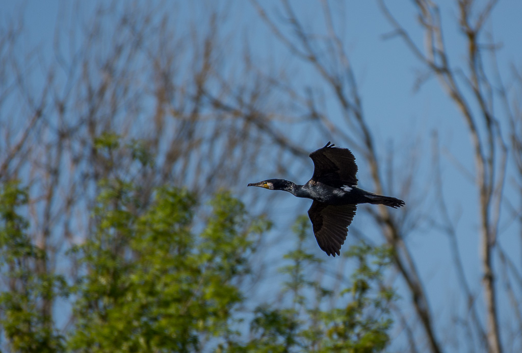 Cormoran (1 sur 1).jpg