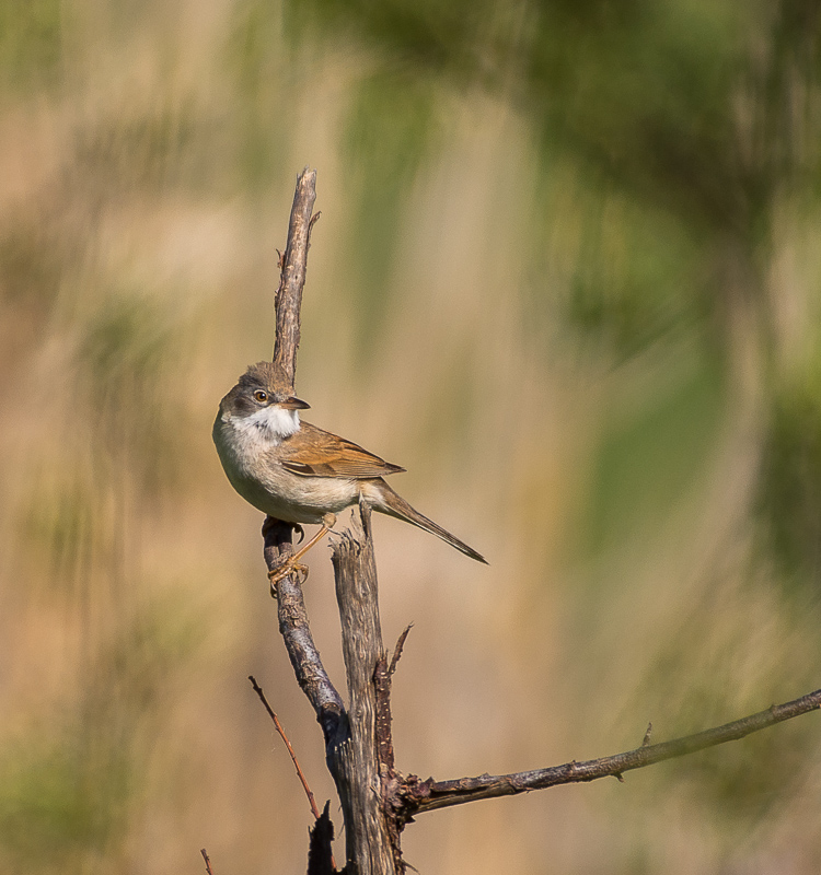 Fauvette grisette (1 sur 1)-3.jpg