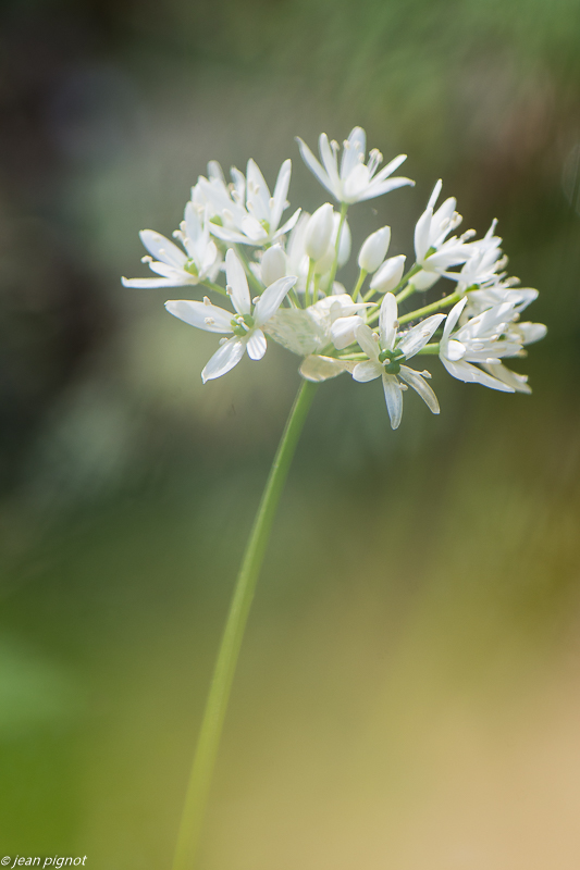 ail des oursses 4 2020-0936.jpg