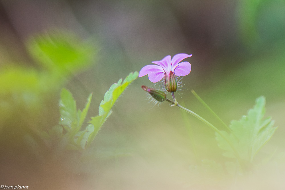 geranium sauvage 4 2020-1046.jpg