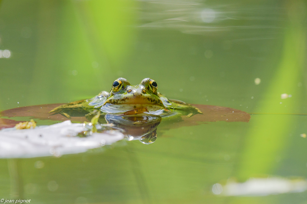 grenouilles verte sur la mare des rocherets 4 2020-7119-2.jpg