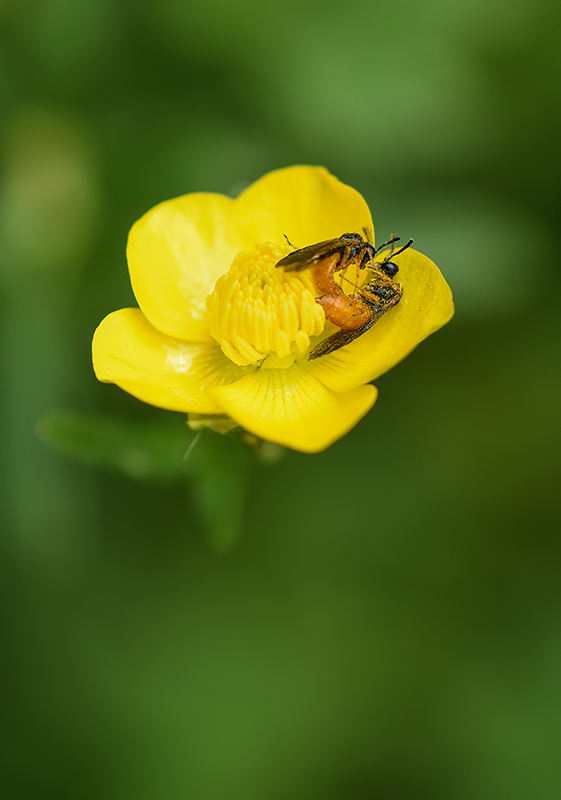 DSC_9592 copie 3.jpg