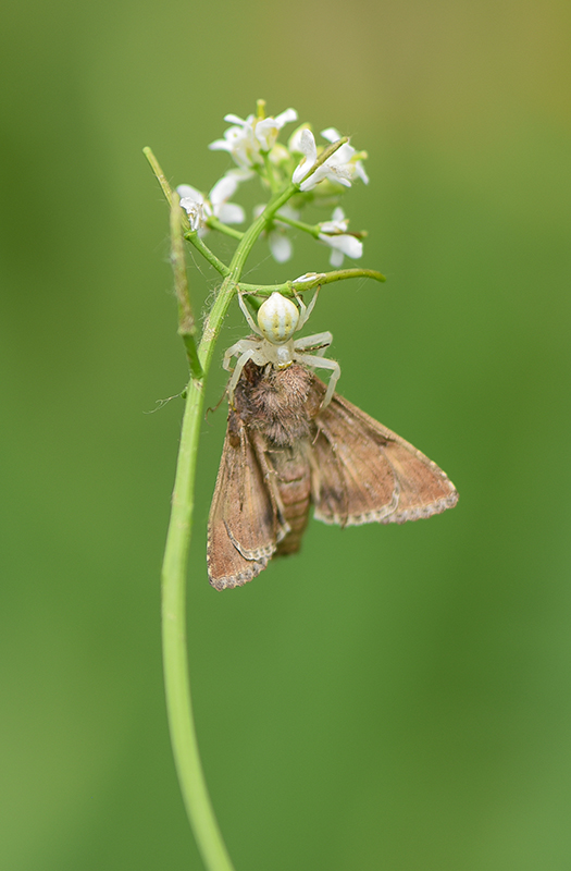 DSC_9628 copie 1.jpg