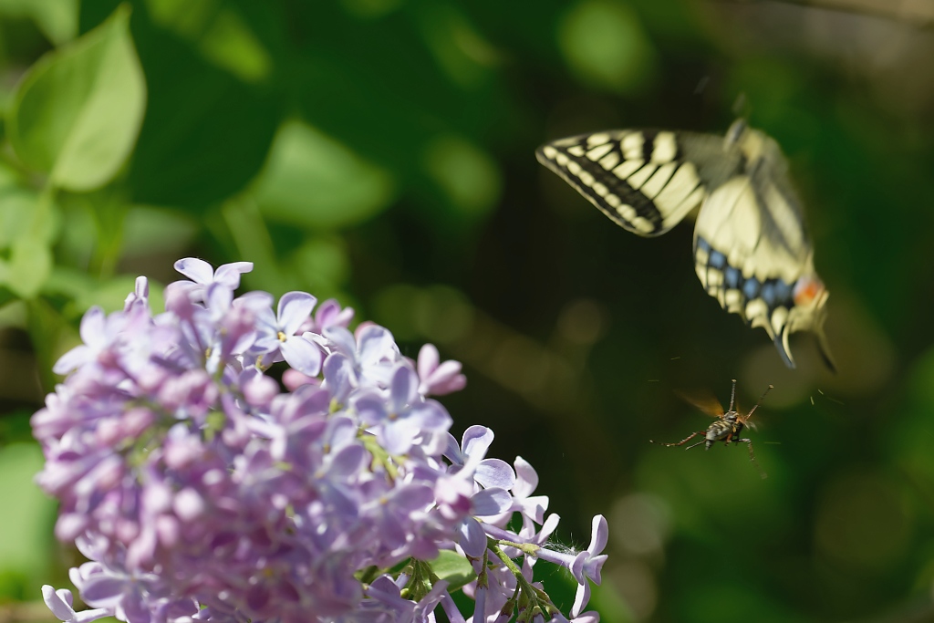 DSC_8756_DxO.jpg