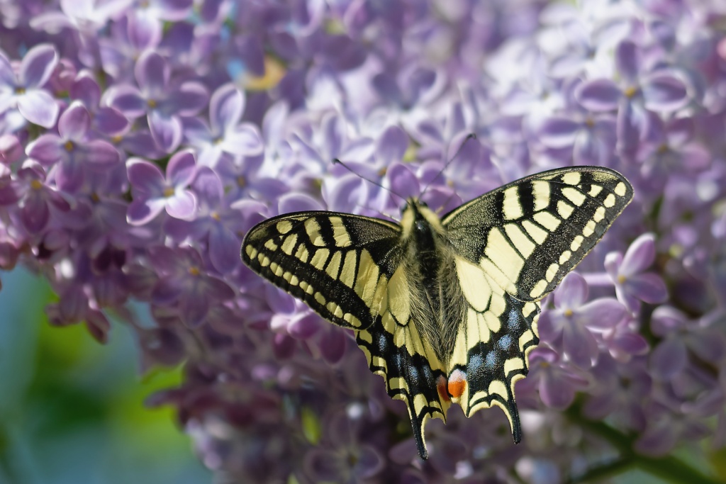 DSC_8763_DxO.jpg