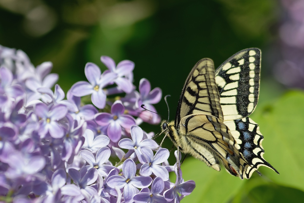 DSC_8778_DxO.jpg