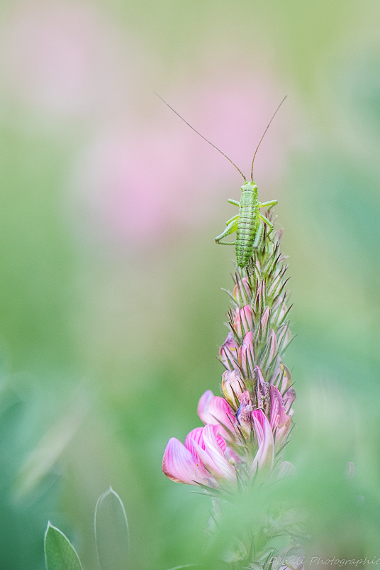 DSC_6464-2.jpg