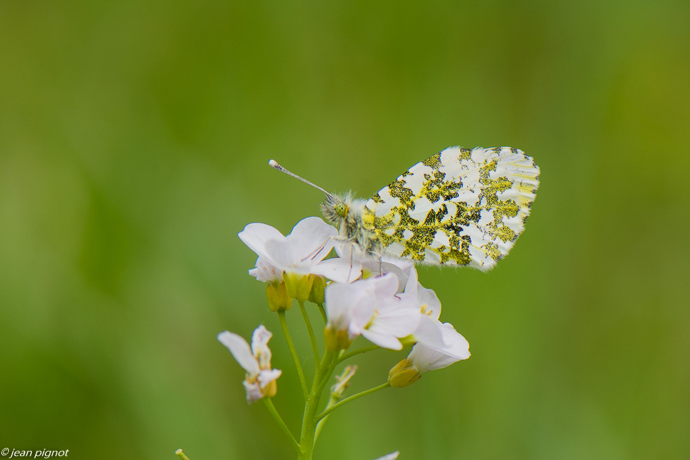 aurore sur cardamine 4 2020-1063.jpg
