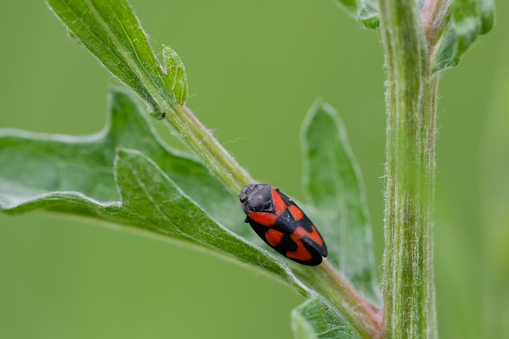 DSC_8836_DxO.jpg