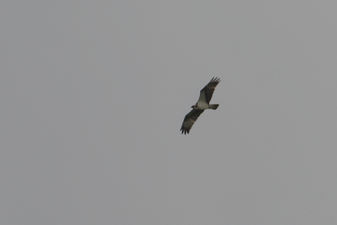 DSC_3484_DxO.jpg