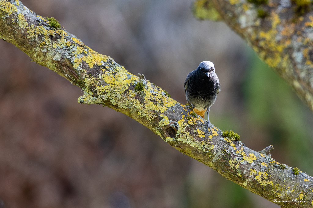 Rougequeue noir (Phoenicurus ochruros) Black redstart-93.jpg