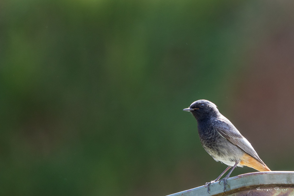 Rougequeue noir (Phoenicurus ochruros) Black redstart-91.jpg