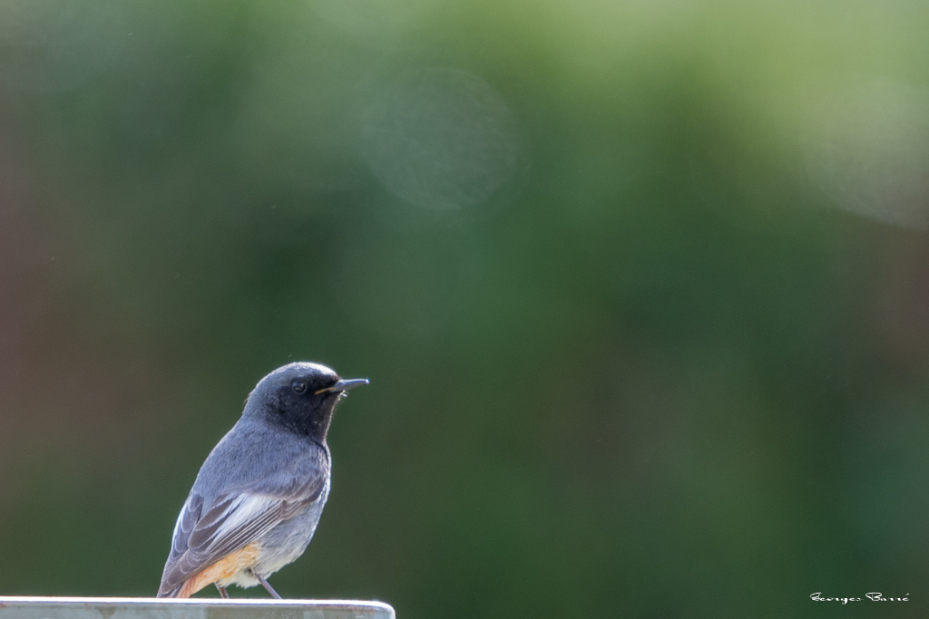 Rougequeue noir (Phoenicurus ochruros) Black redstart-90.jpg
