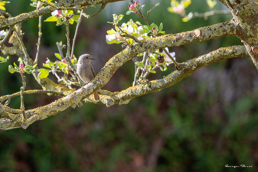 Rougequeue noir (Phoenicurus ochruros) Black redstart-74.jpg