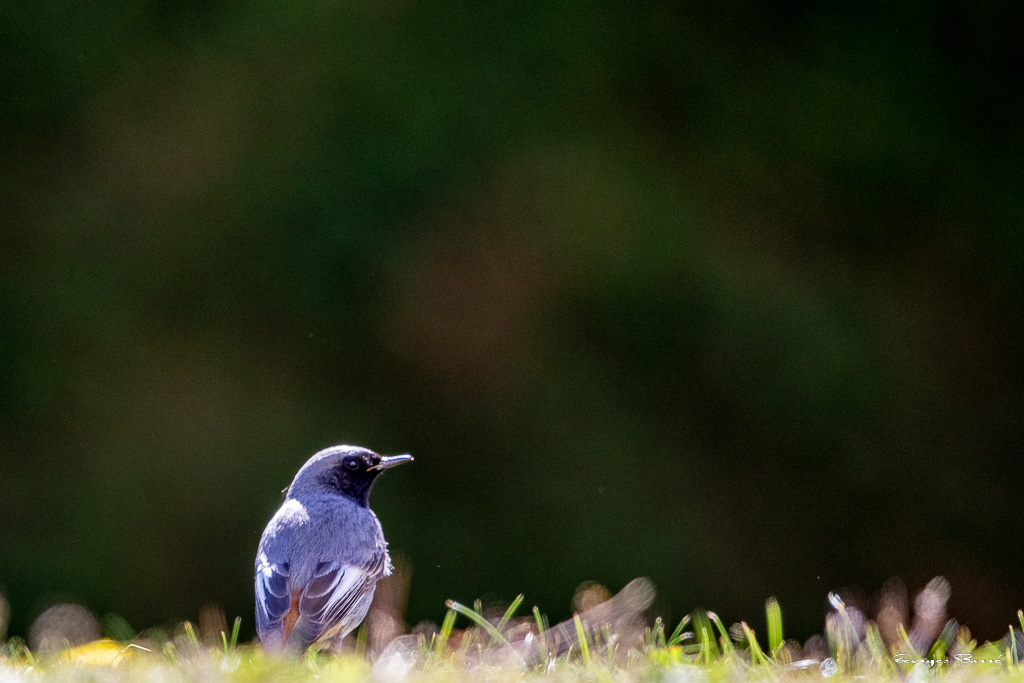 Rougequeue noir (Phoenicurus ochruros) Black redstart-73.jpg