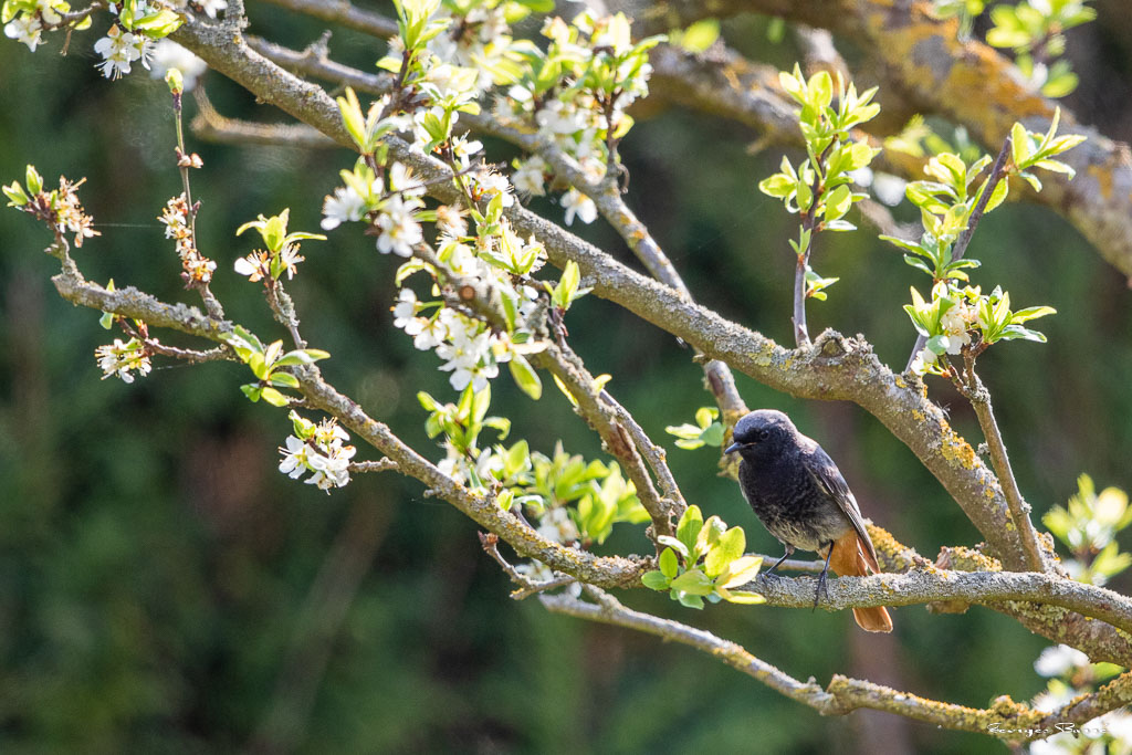 Rougequeue noir (Phoenicurus ochruros) Black redstart-48.jpg