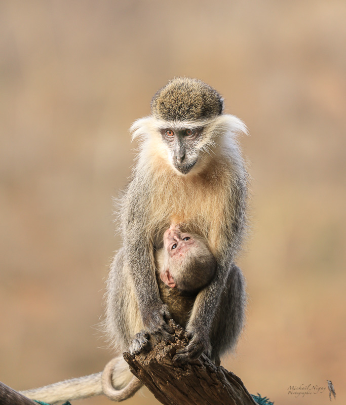 Singe Grivet.jpg