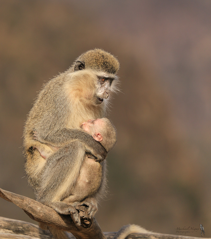 Singe Grivet-2.jpg