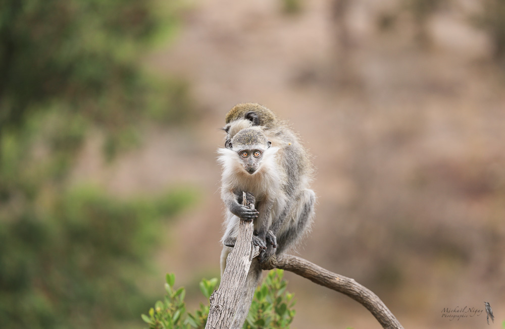 Singe Grivet-3.jpg