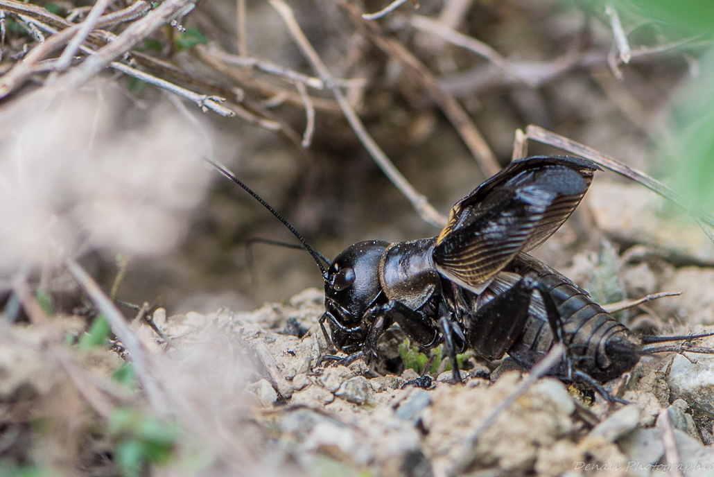 DSC_6501-2.jpg