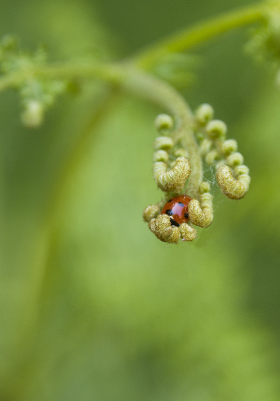 coccinelle copie 1.jpg