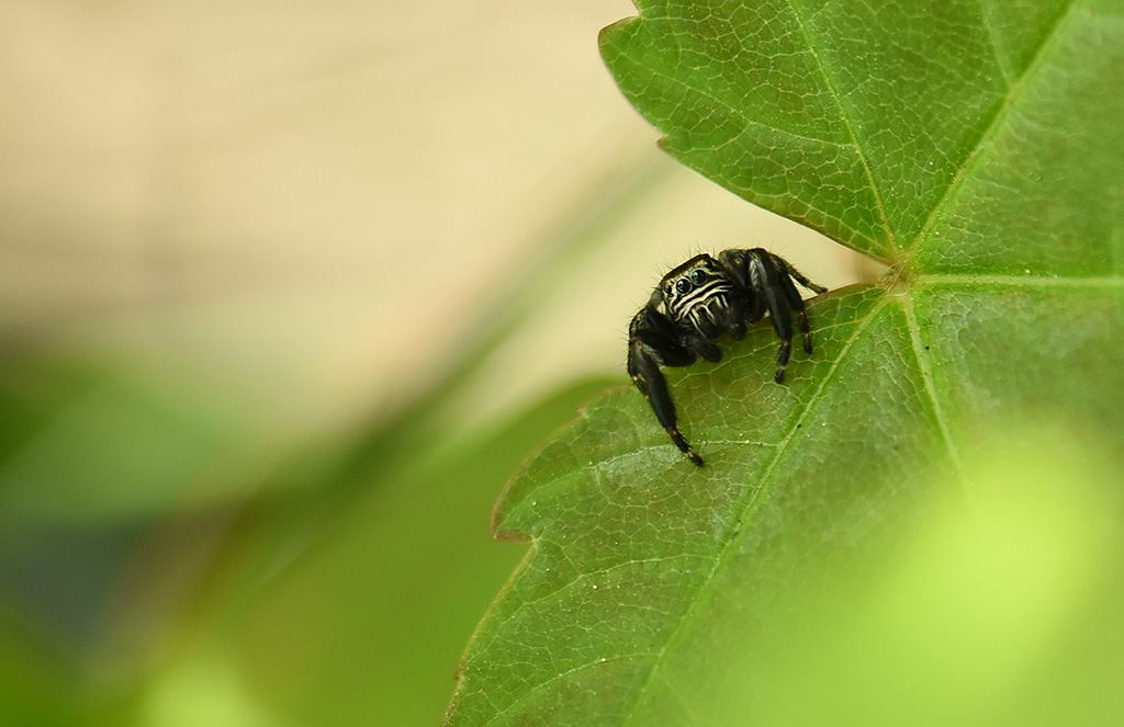 DSC_9471 copie 1.jpg