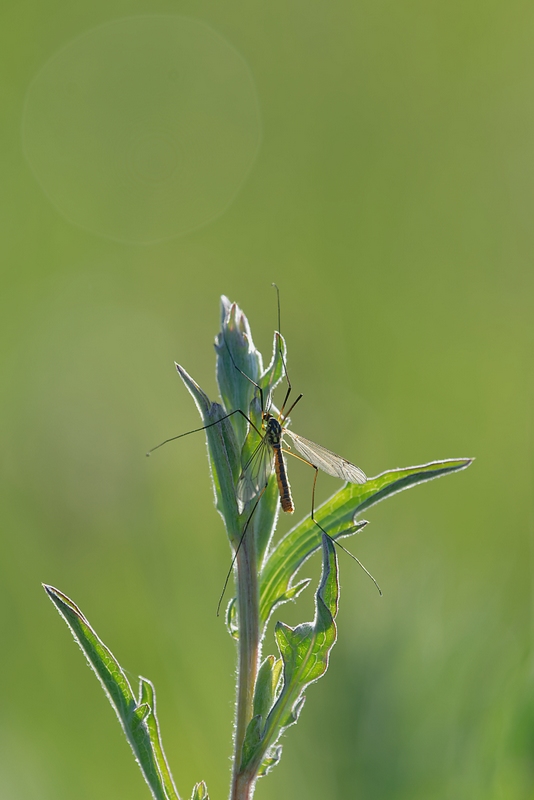 DSC_8566_DxO.jpg