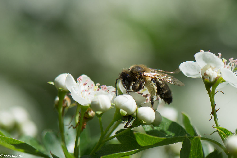 abeille  dans aubepine 4 2020-1473.jpg