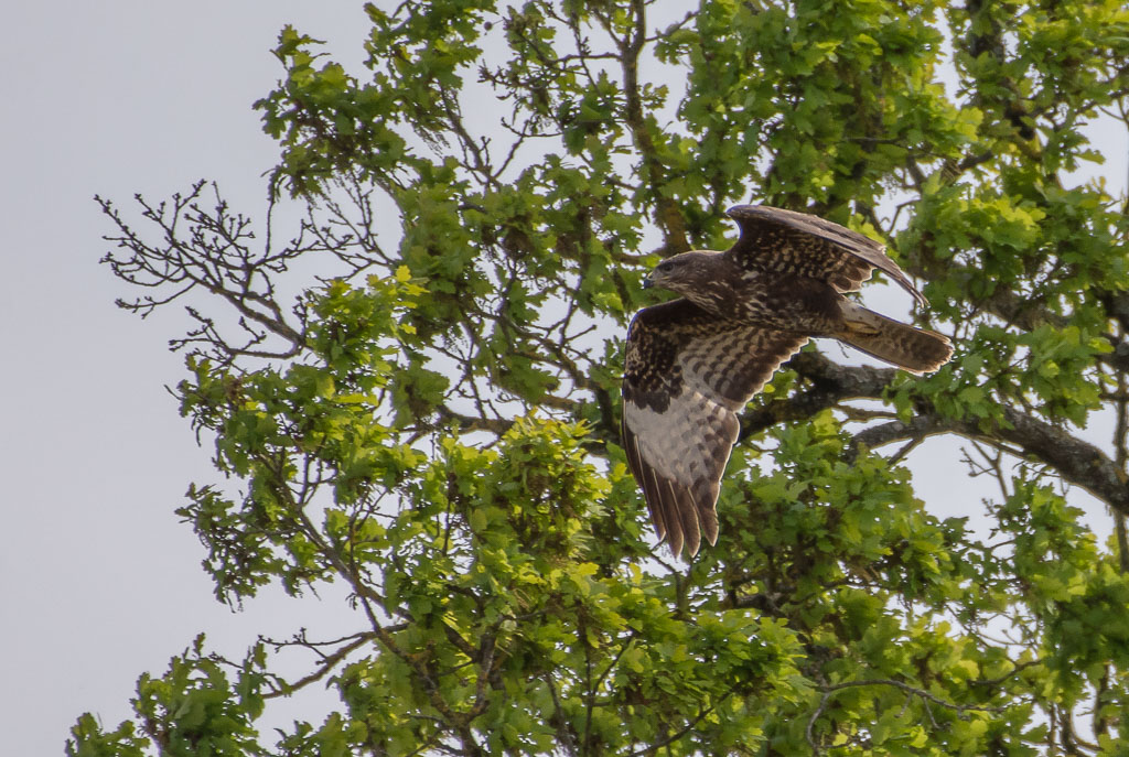 Buse variable (1 sur 1).jpg