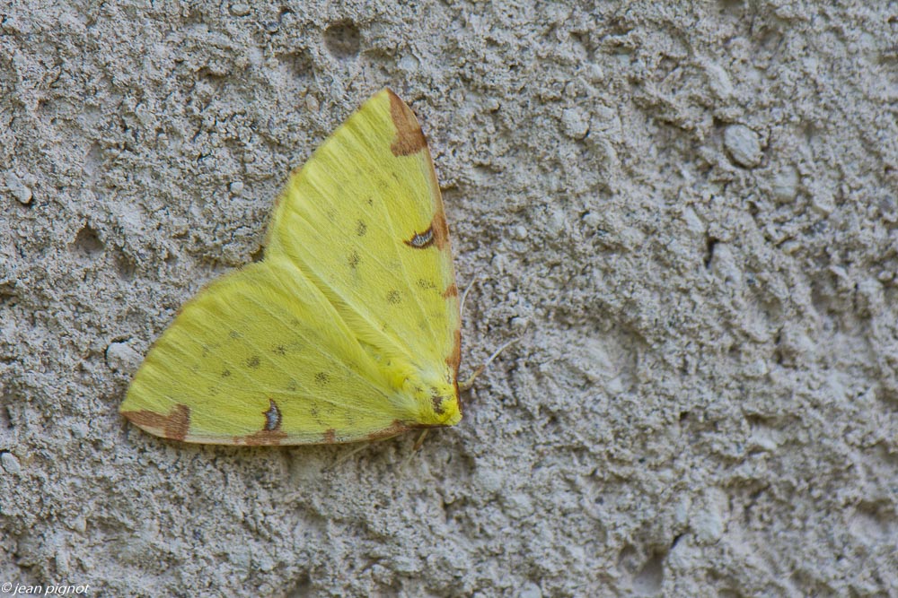 papillon de nuit posés 4 2020-1564.jpg