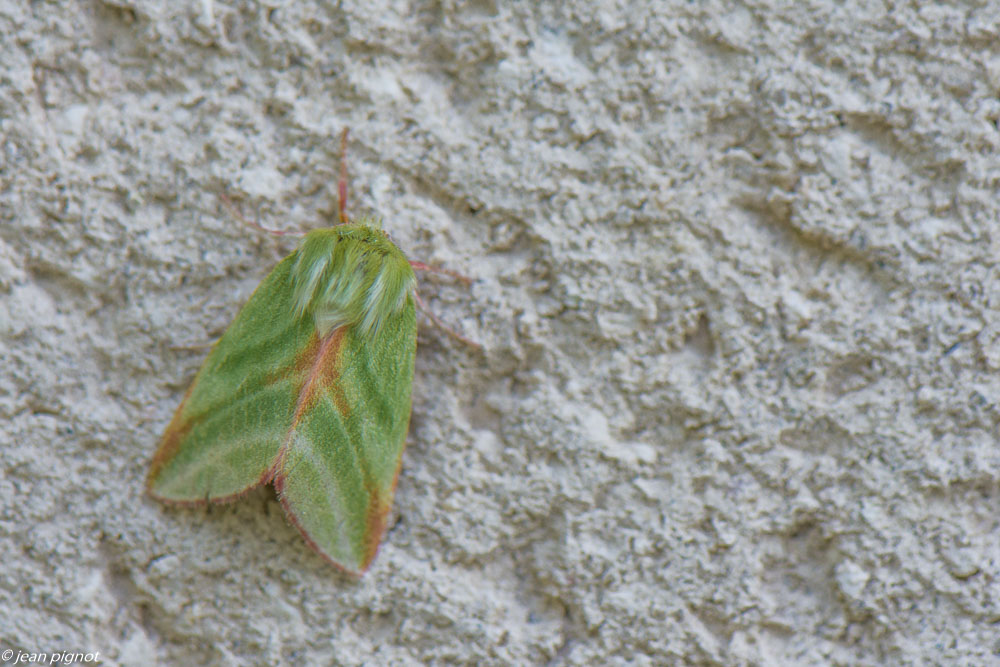 papillon de nuit posés 4 2020-1565.jpg