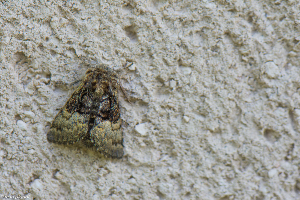 papillon de nuit posés 4 2020-1566.jpg