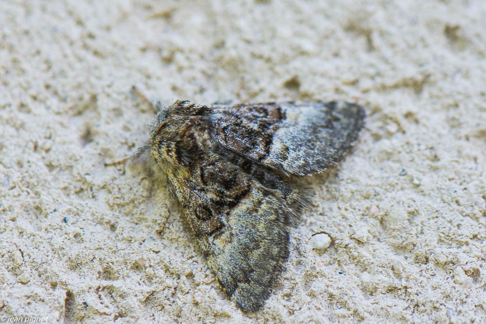 papillon de nuit posés 4 2020-1578.jpg