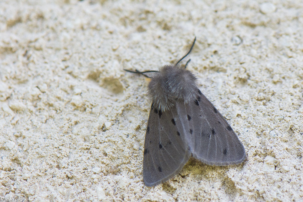 papillon de nuit posés 4 2020-1580.jpg
