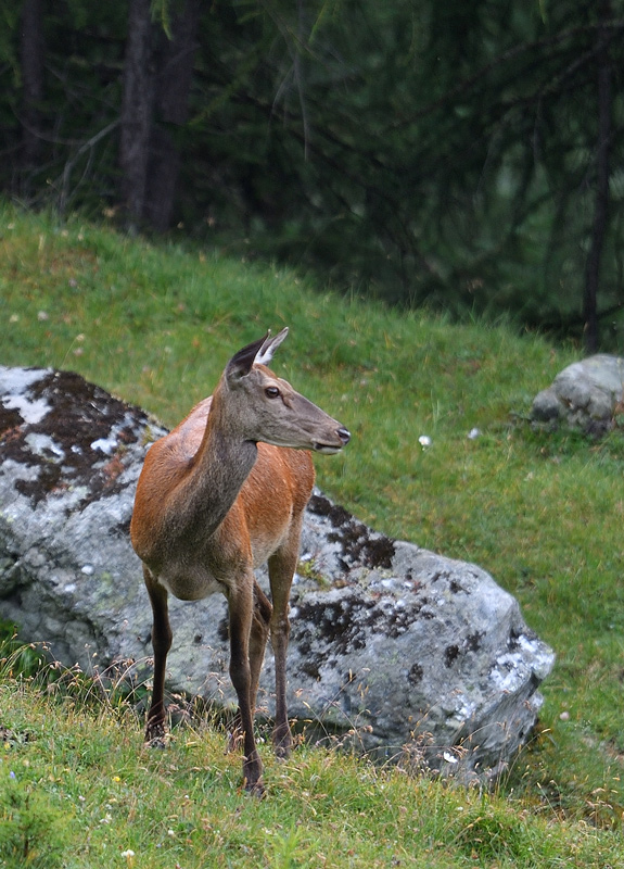 -DS5_8248.jpg