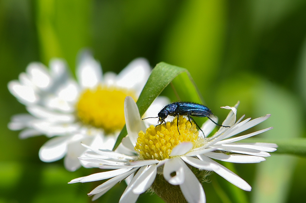 DSC_9800 copie 1.jpg