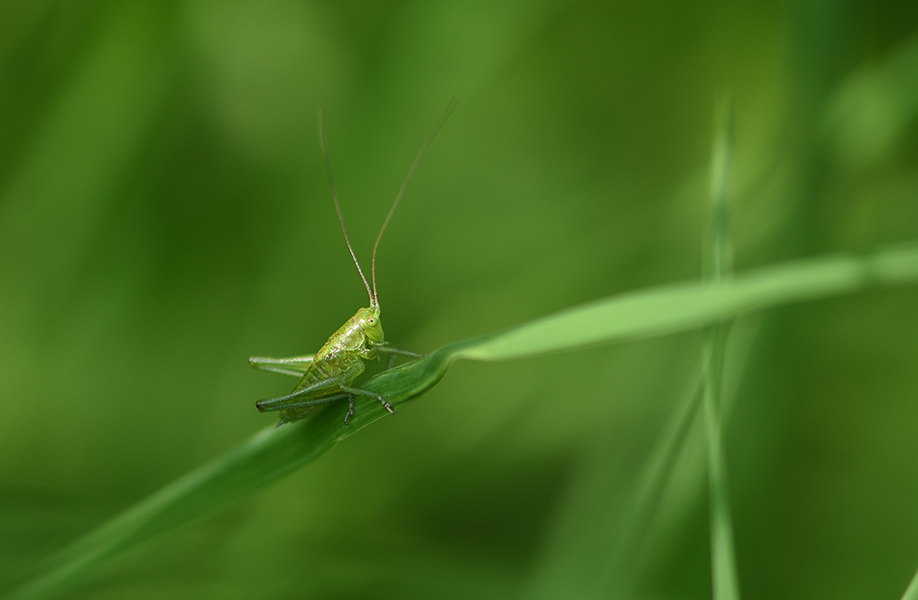 DSC_9854 copie 1.jpg