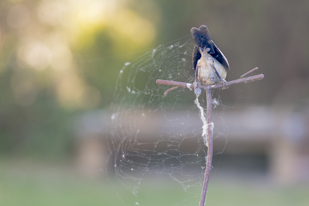 drôle d'oiseau.jpg