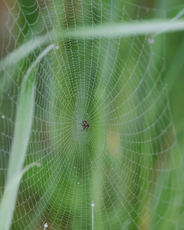 DSC_3510_DxO.jpg