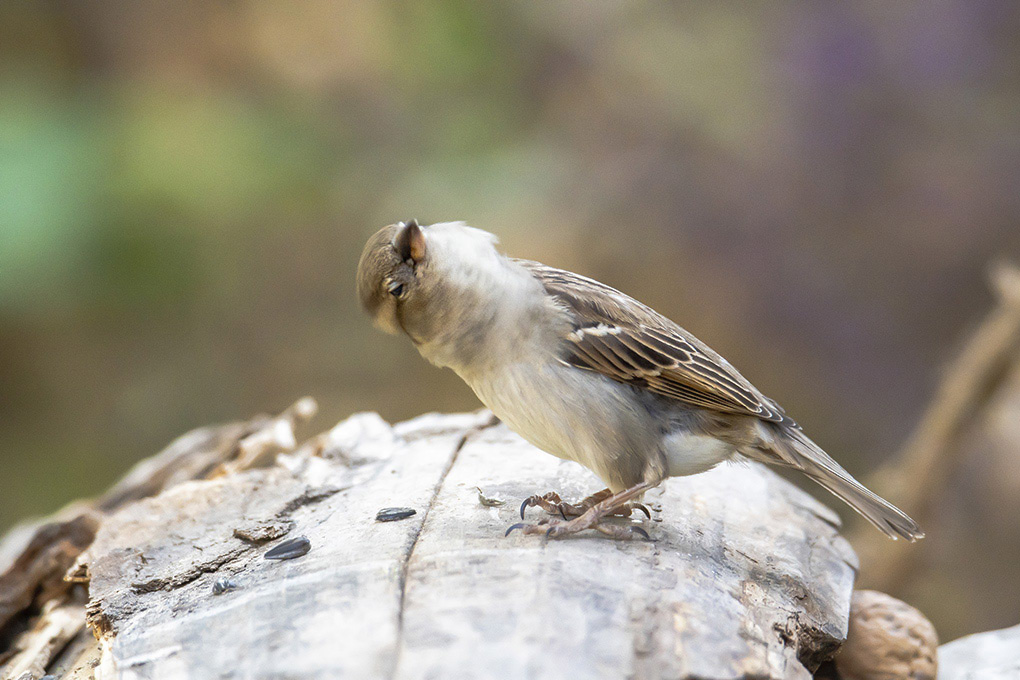 moineau 24 04 1a.jpg