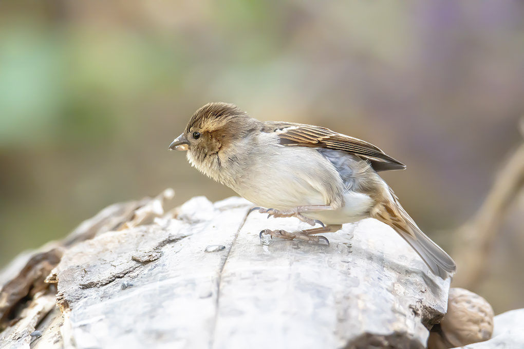 moineau 24 04 2a.jpg