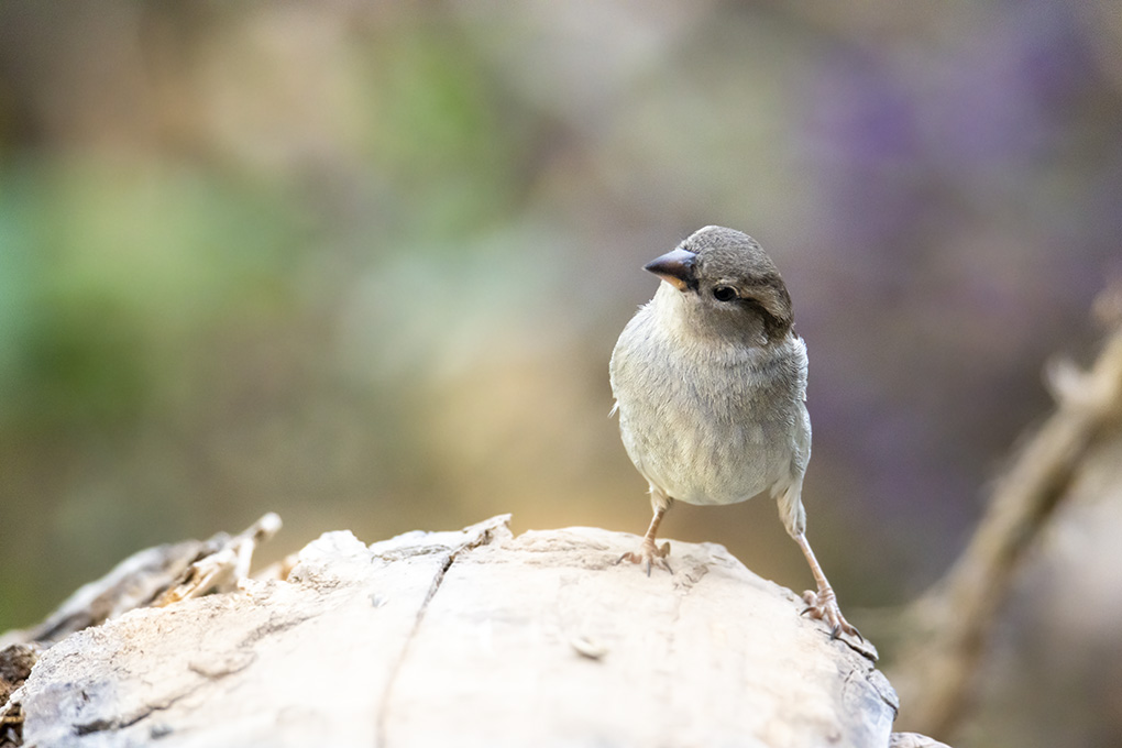 moineau 24 04 3.jpg