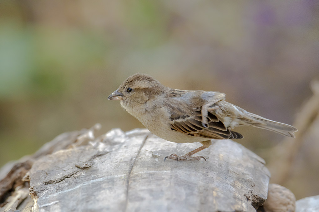 moineau 24 04 4.jpg