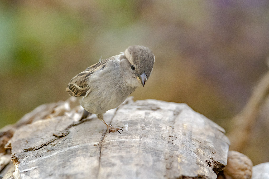 moineau 24 04 5.jpg