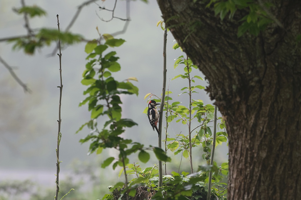 DSC_3587_DxO.jpg