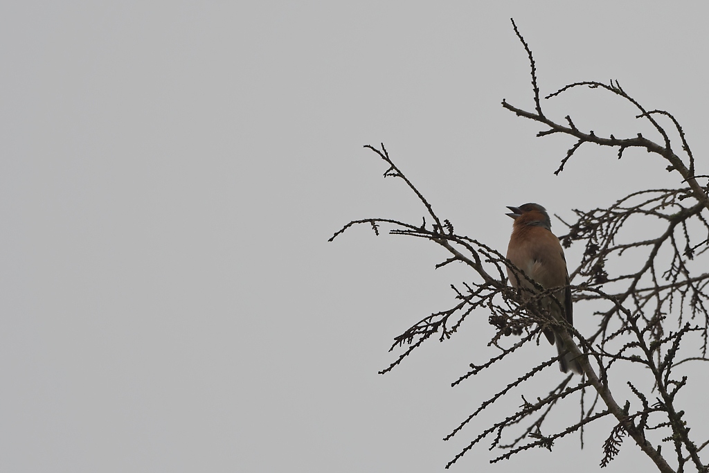 DSC_3613_DxO.jpg