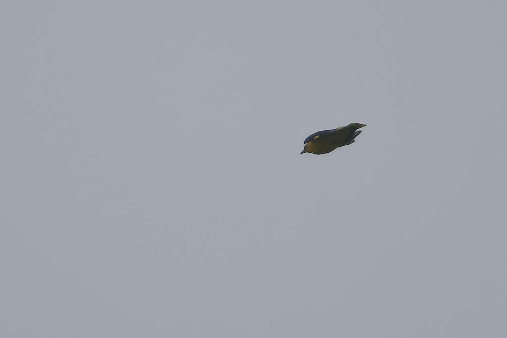 DSC_3631_DxO.jpg