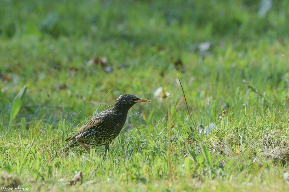 etourneaux sur la pelouse 4 2020-7279.jpg